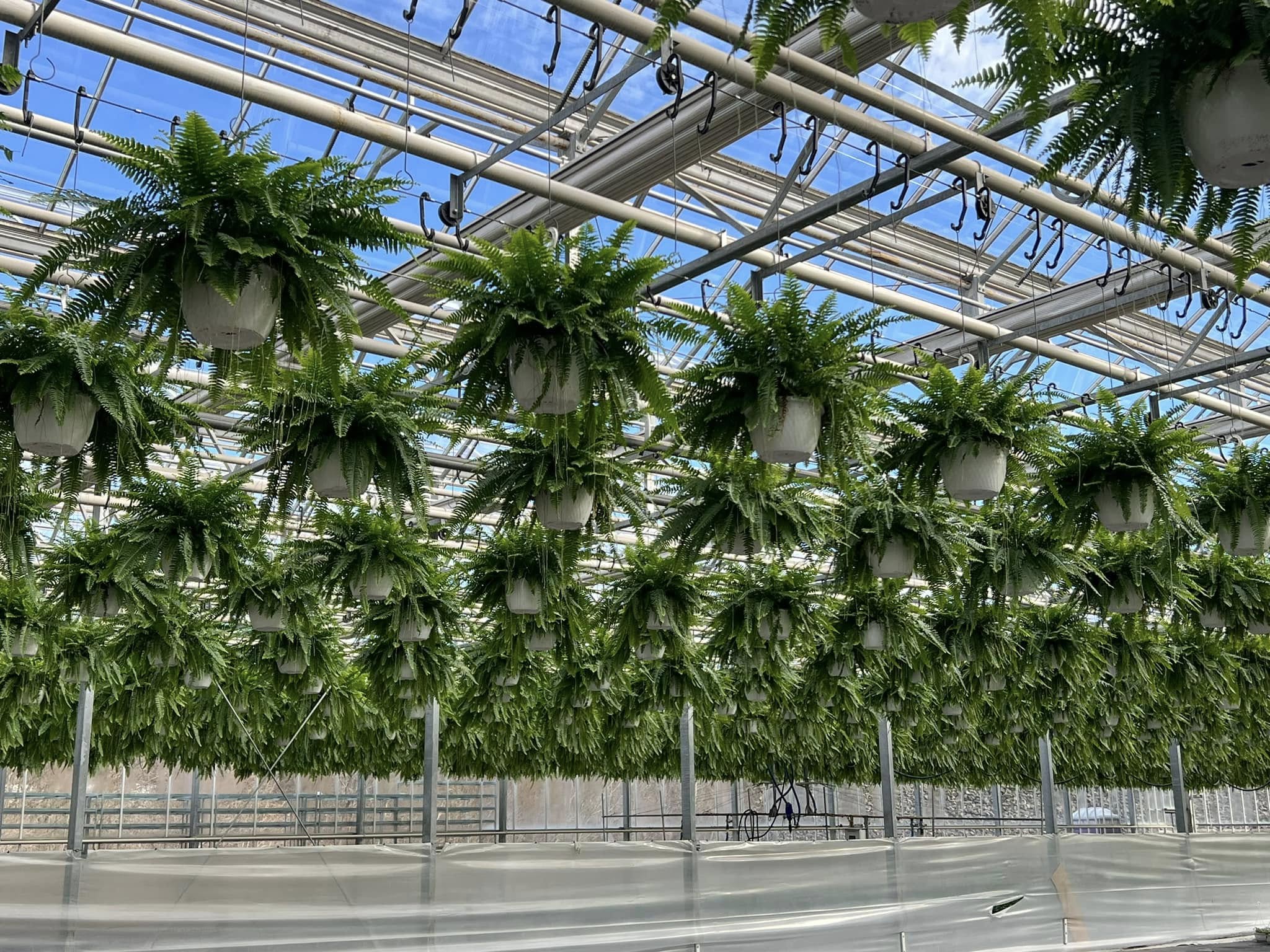 Over 10,000 varieties of annuals, ground covers, mums, poinsettias, and tropical foliage